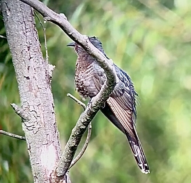 Black Cuckoo - ML630575405