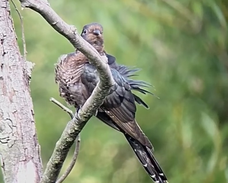 Black Cuckoo - ML630575406