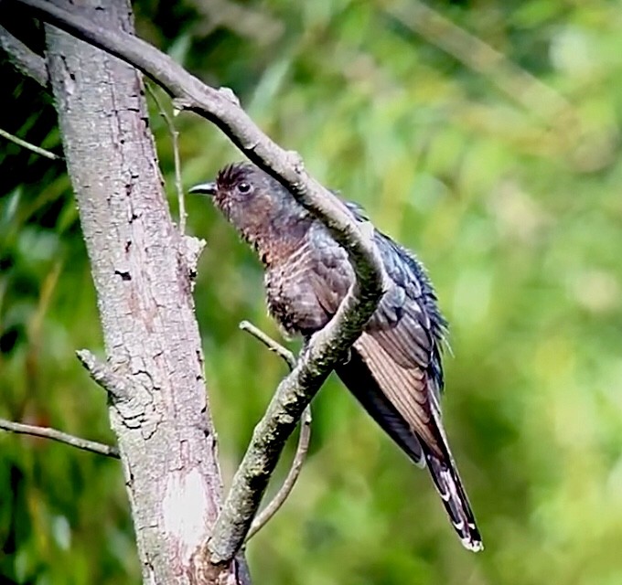 Black Cuckoo - ML630575407