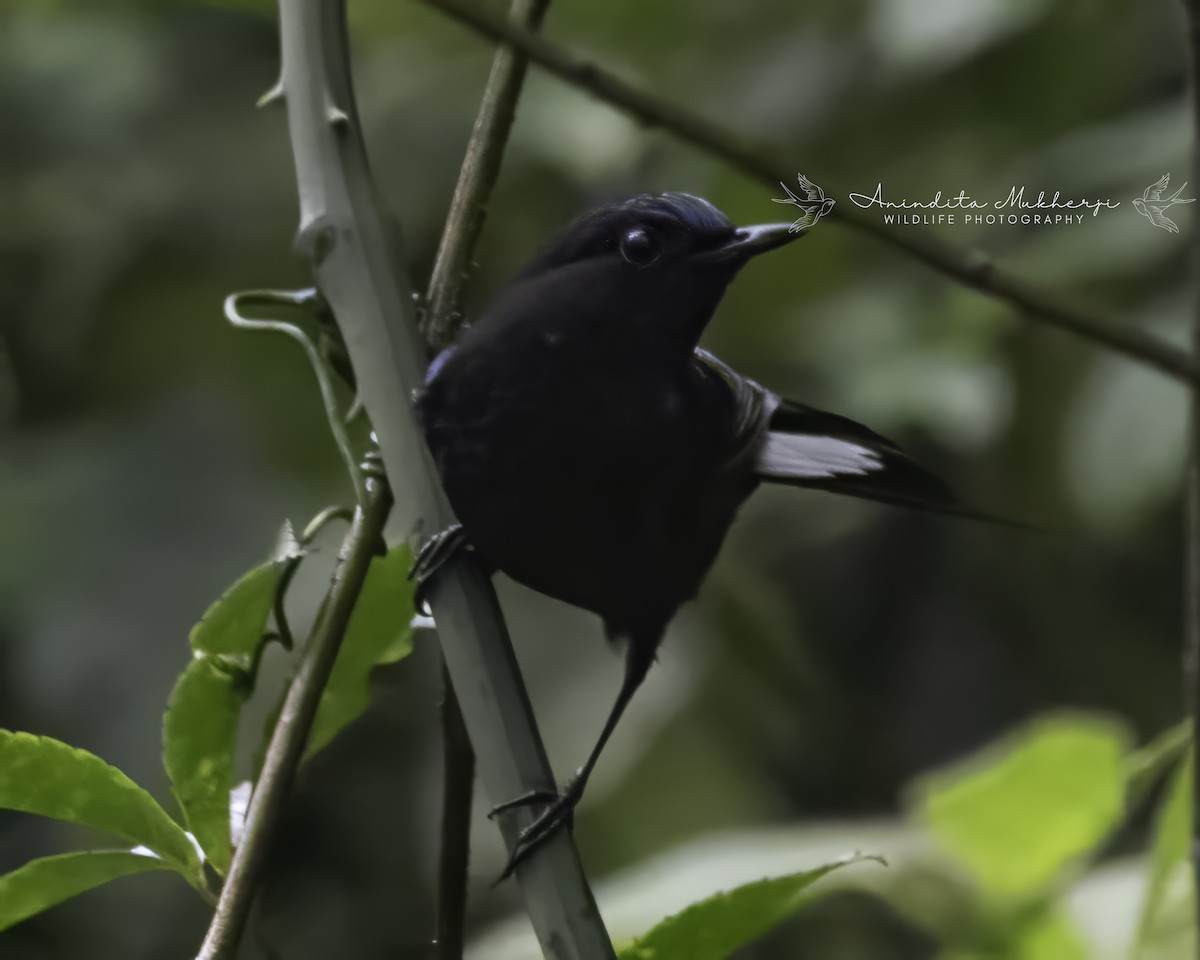 White-tailed Robin - ML630575428