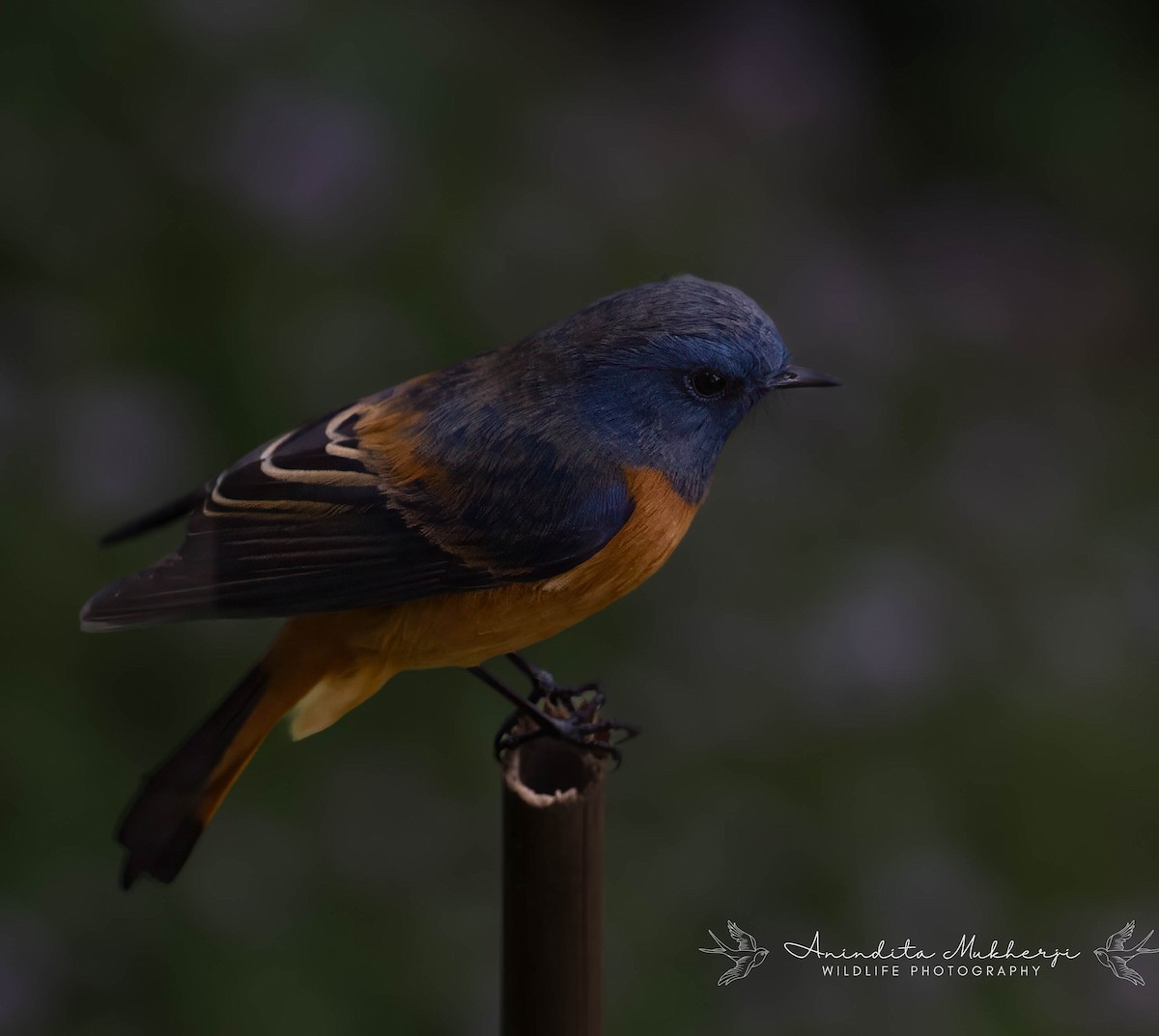 Blue-fronted Redstart - ML630575482