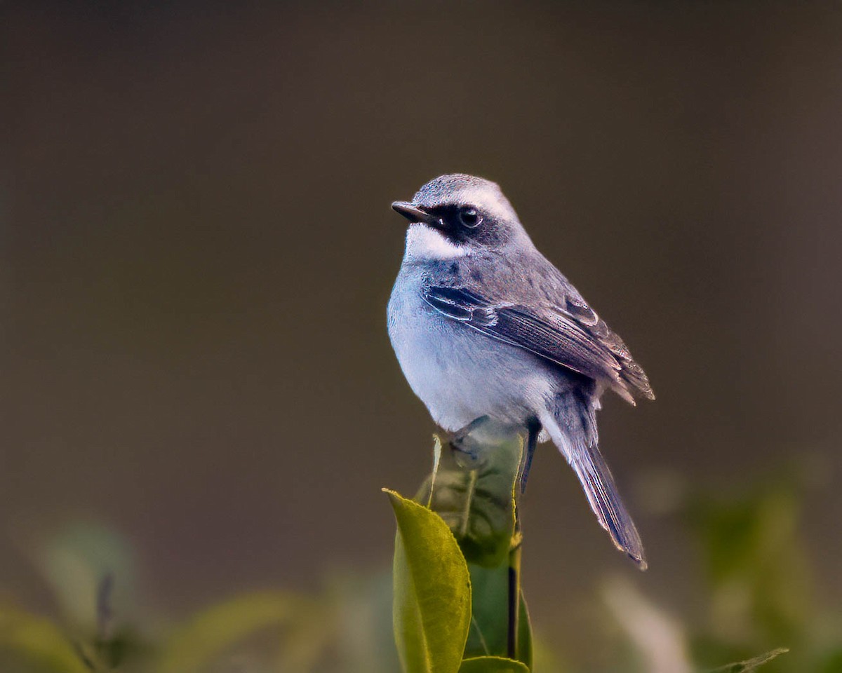 Gray Bushchat - ML630575489