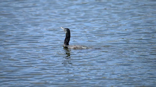 Indian Cormorant - ML630575559