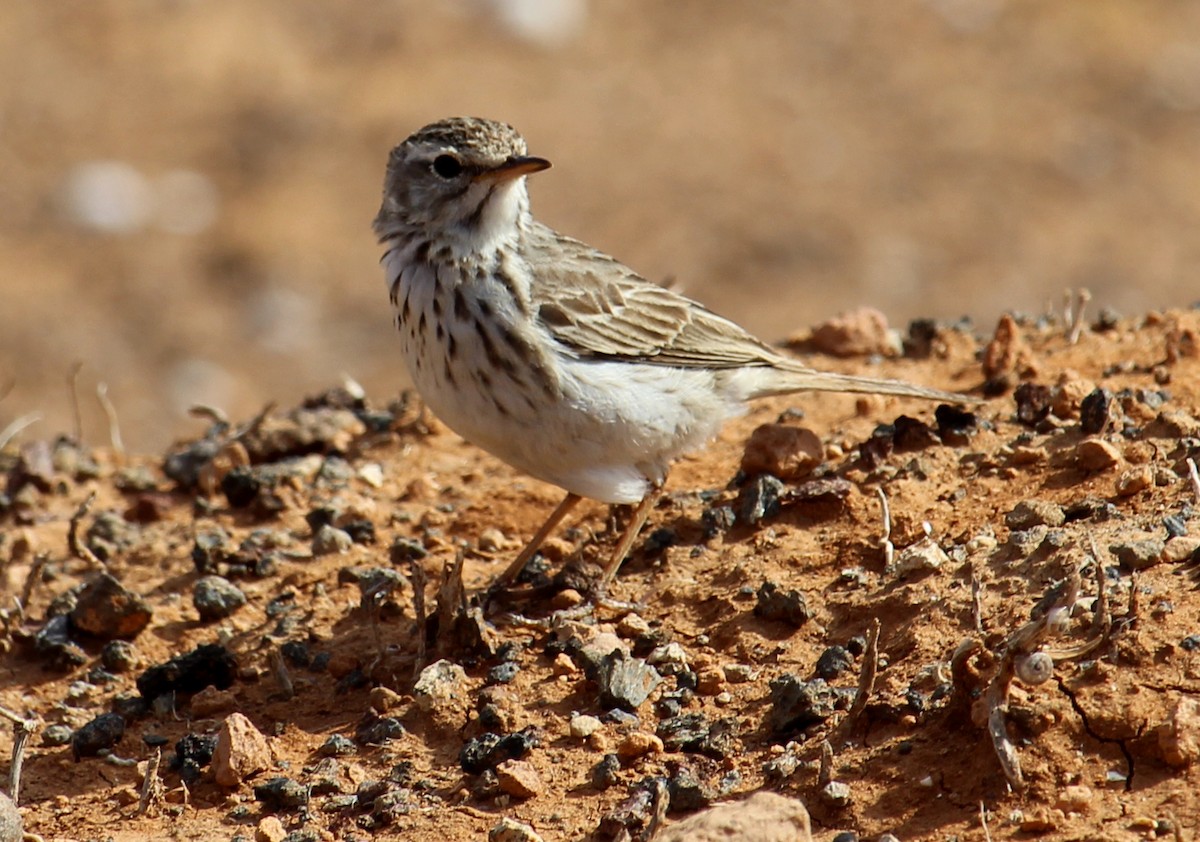 Berthelot's Pipit - ML630575576