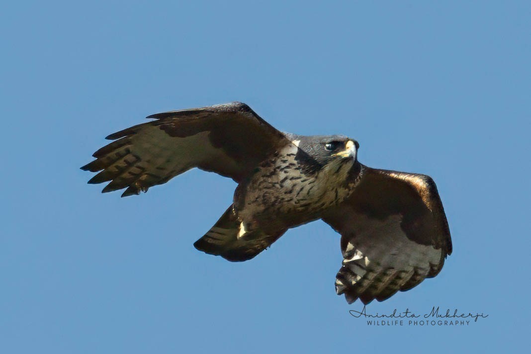 Aigle à ventre roux - ML630575634