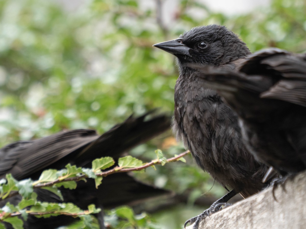 Austral Blackbird - ML630575879