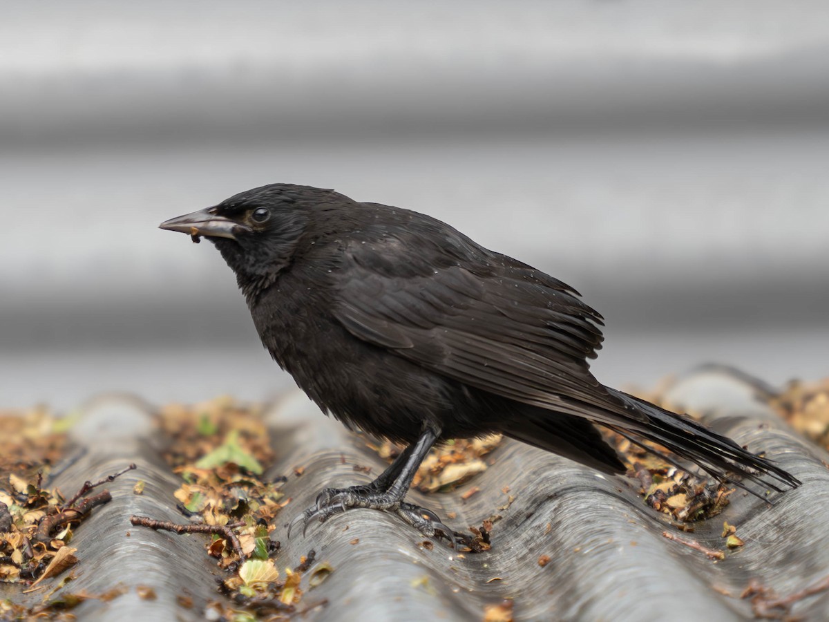 Austral Blackbird - ML630575881
