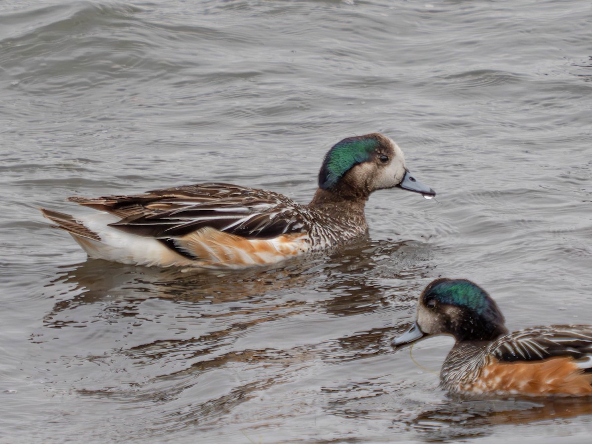 Chiloe Wigeon - ML630575946
