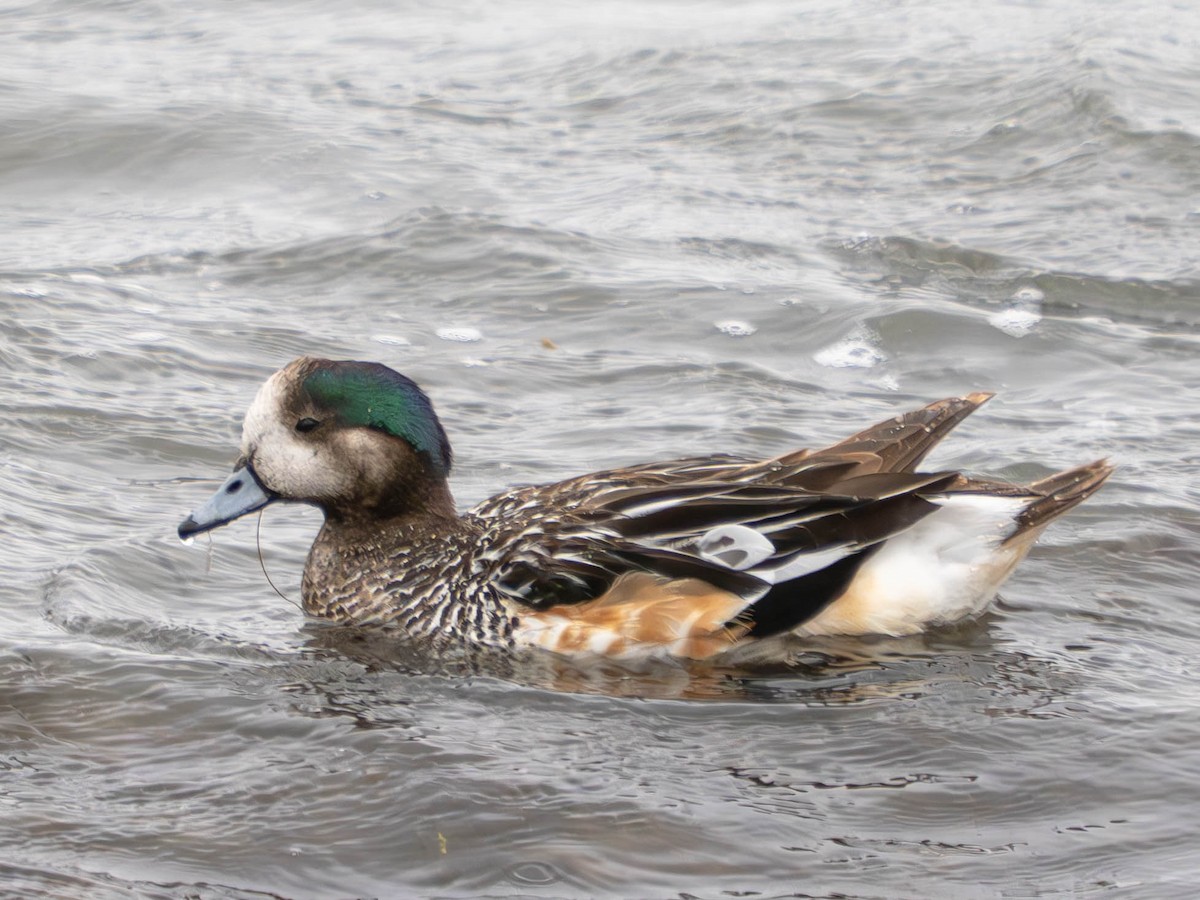Chiloe Wigeon - ML630575947