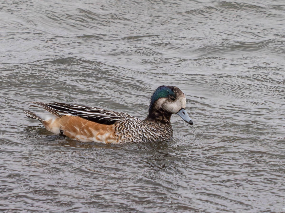 Chiloe Wigeon - ML630575948