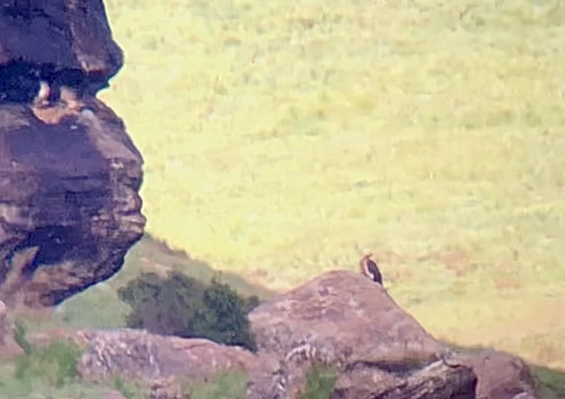 Bearded Vulture - ML630576238