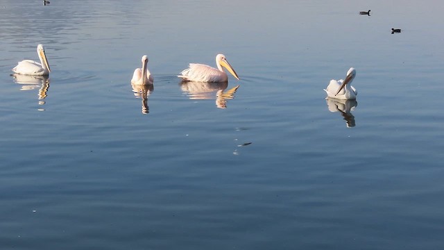 Great White Pelican - ML630576673