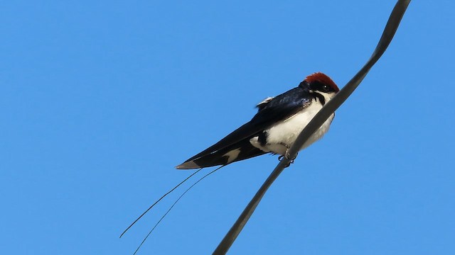 Wire-tailed Swallow - ML630576843