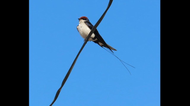 Wire-tailed Swallow - ML630576846