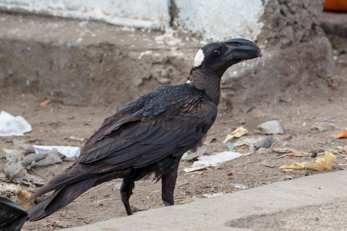 Thick-billed Raven - ML630577037
