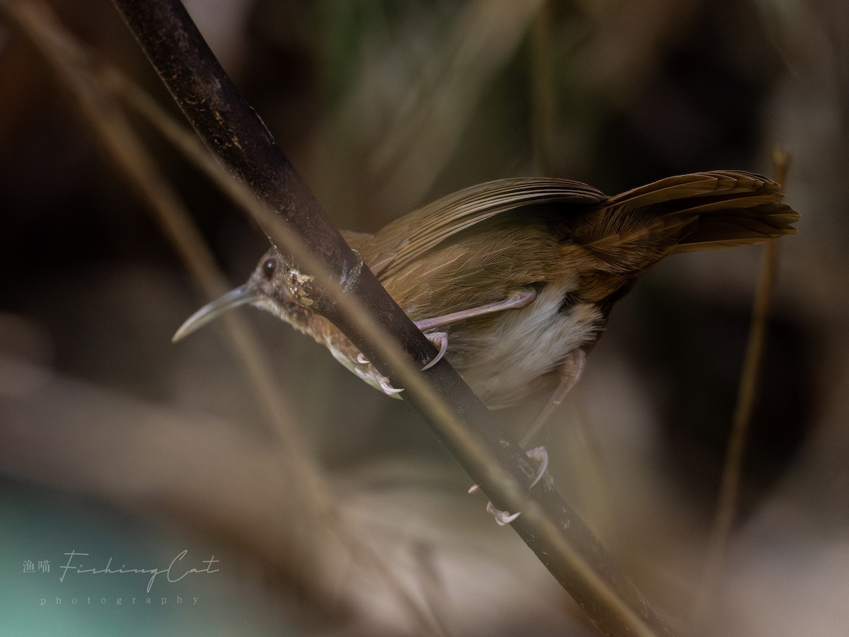 Naung Mung Scimitar-Babbler - ML630577141