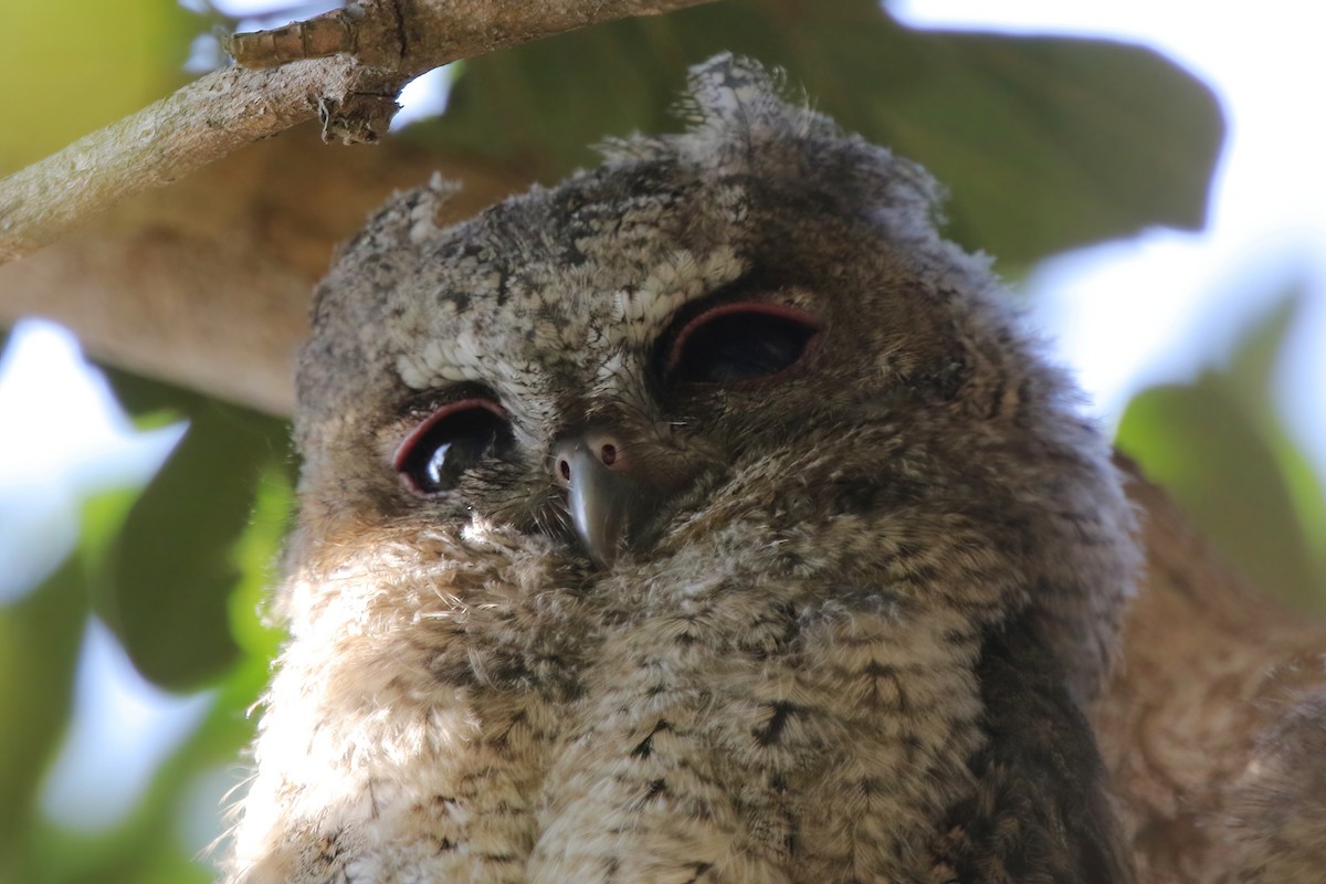 Petit-duc à collier - ML630577158