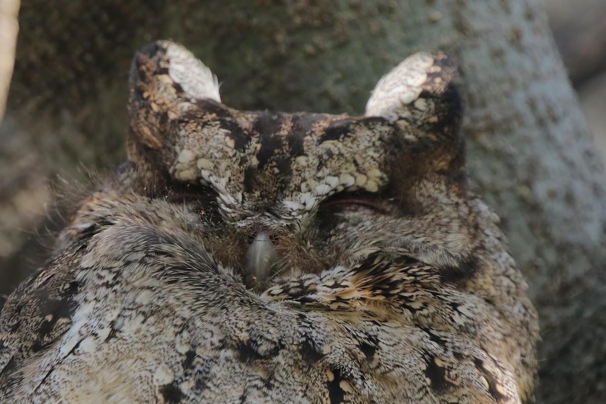 Petit-duc à collier - ML630577159