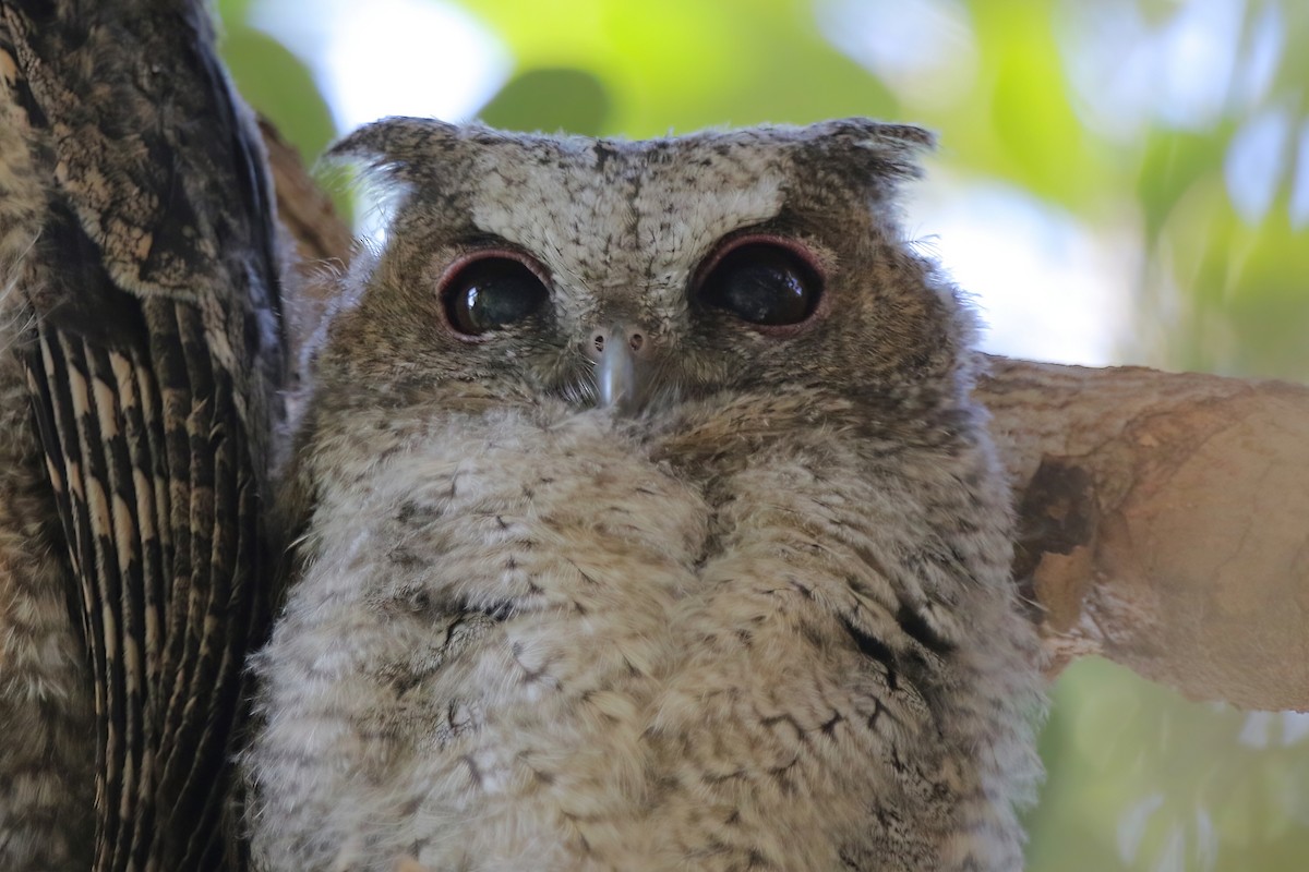 Petit-duc à collier - ML630577160
