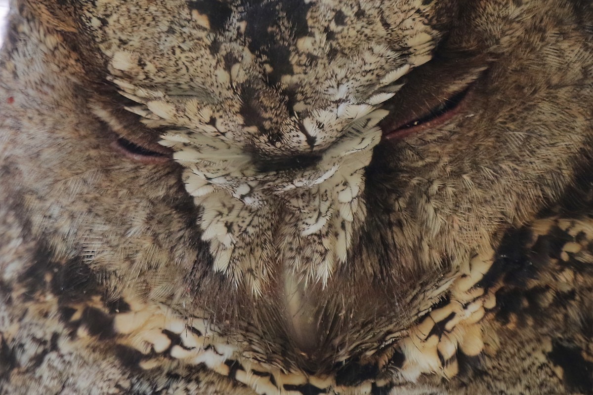 Petit-duc à collier - ML630577161