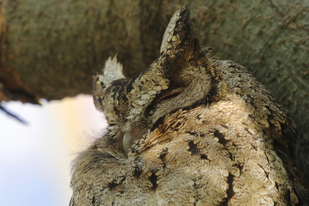 Petit-duc à collier - ML630577162