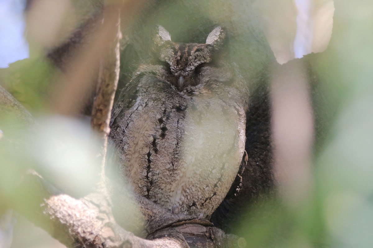 Petit-duc à collier - ML630577163