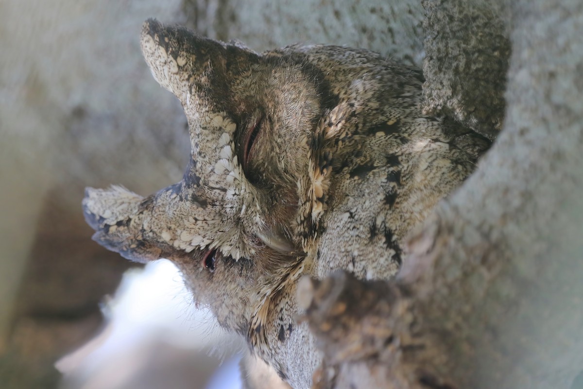 Petit-duc à collier - ML630577164