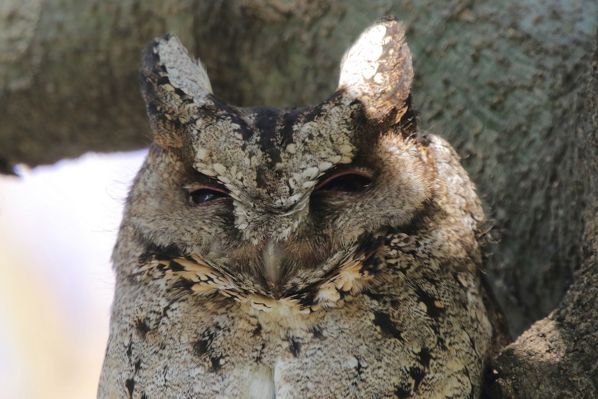 Petit-duc à collier - ML630577165