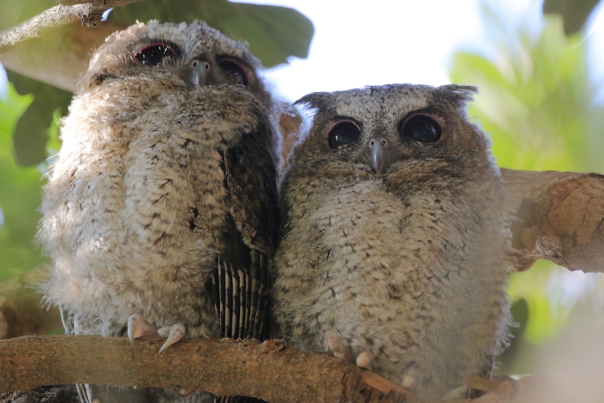 Petit-duc à collier - ML630577166