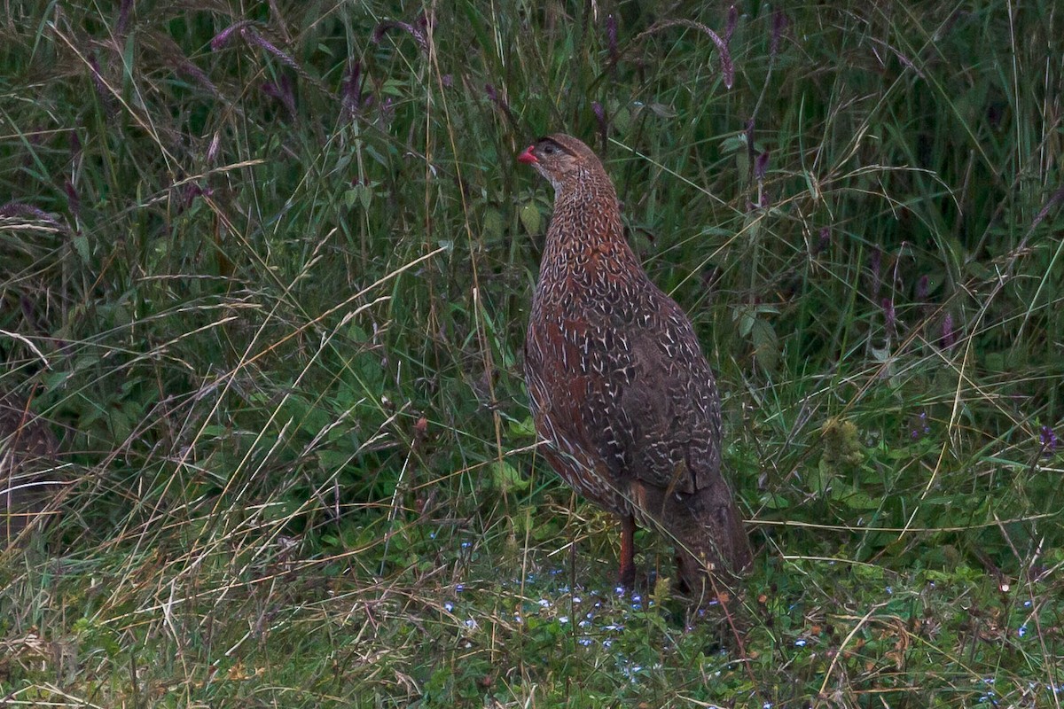 Chestnut-naped Spurfowl - ML630577264