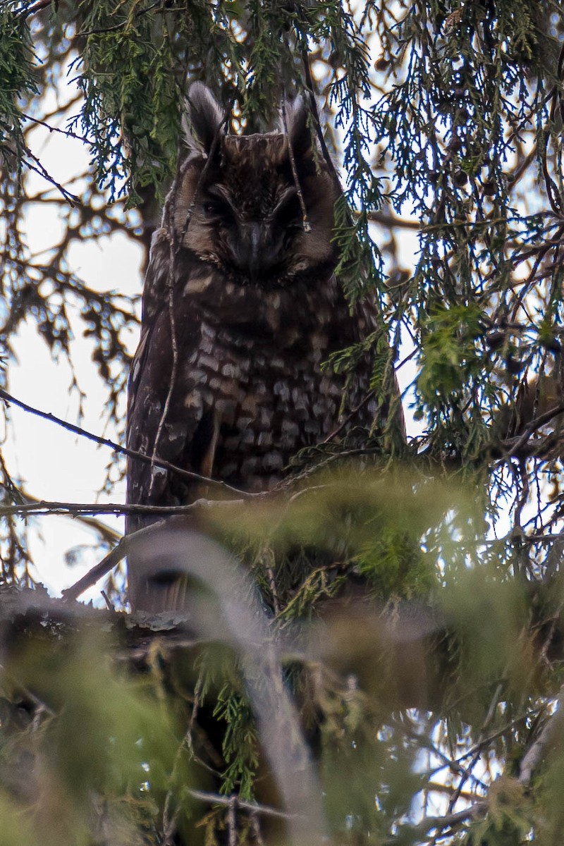Abyssinian Owl - ML630577270