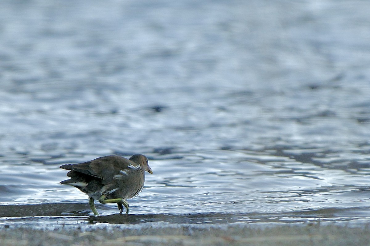 Eurasian Moorhen - ML630577380