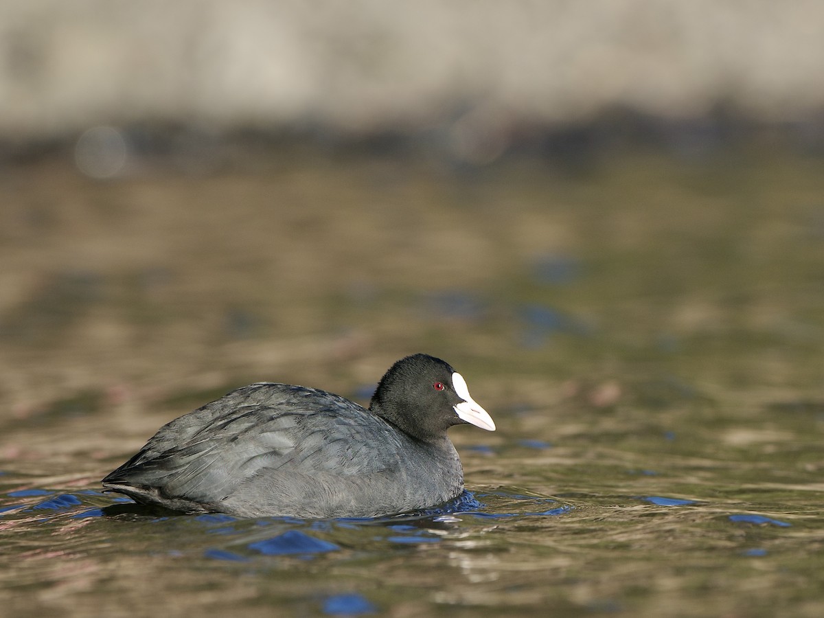 Eurasian Coot - ML630577383