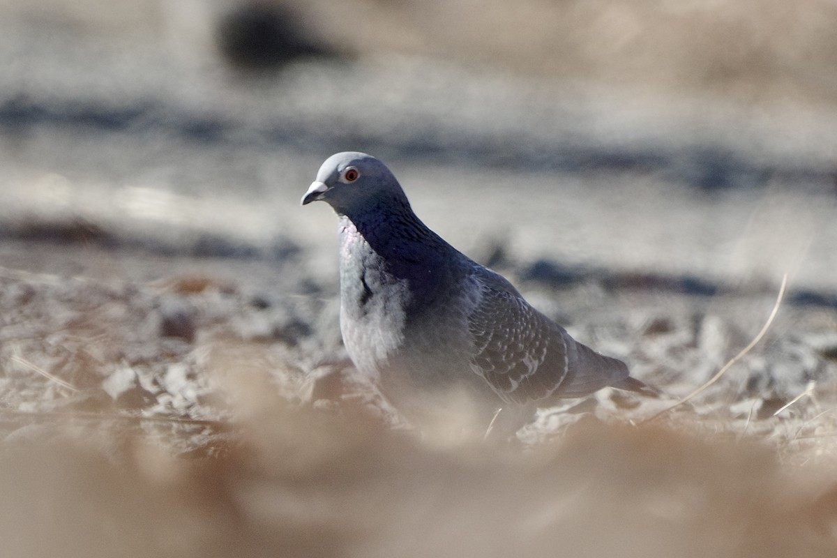 Rock Pigeon (Feral Pigeon) - ML630577446