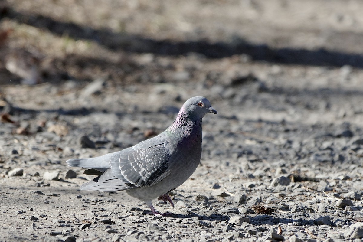 Rock Pigeon (Feral Pigeon) - ML630577447