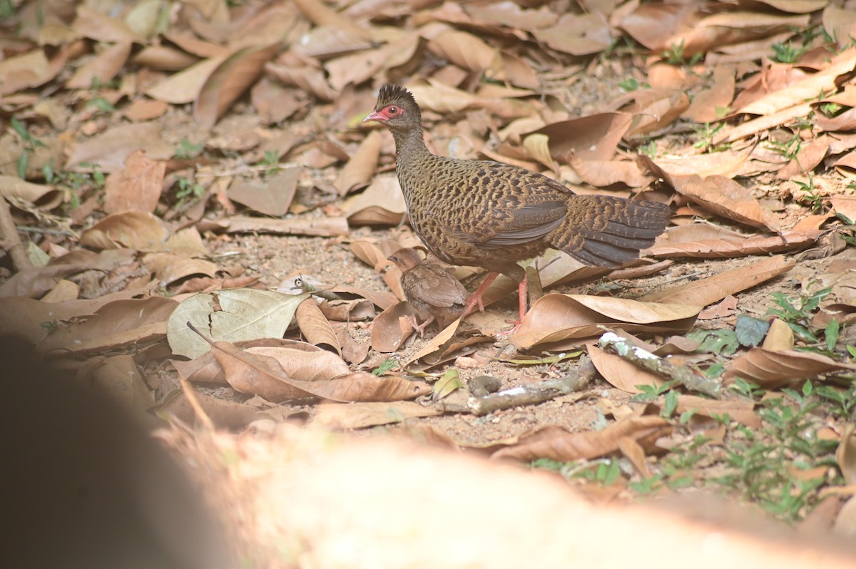 Red Spurfowl - ML630577636
