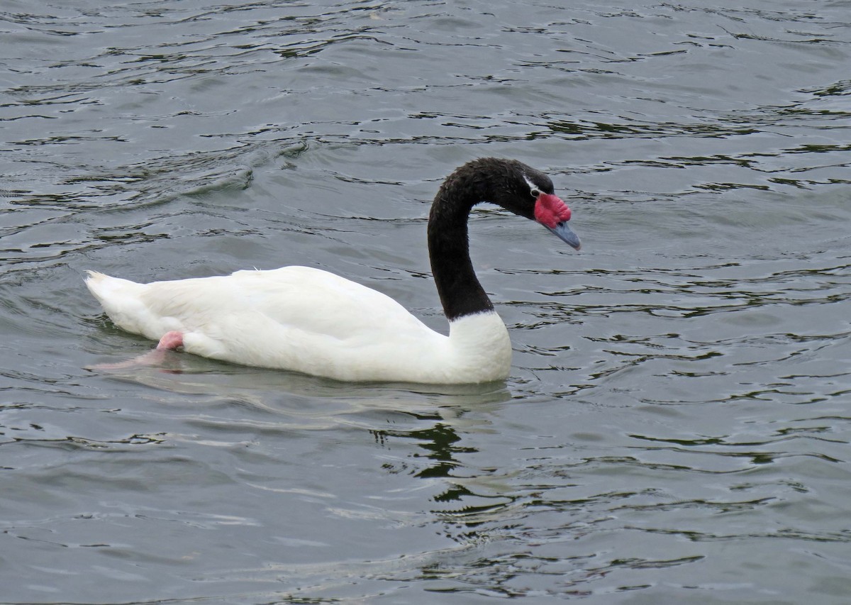 Cisne Cuellinegro - ML630577680