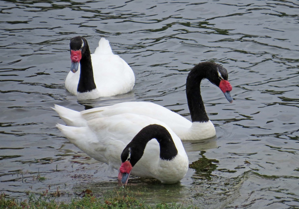 Cisne Cuellinegro - ML630577681