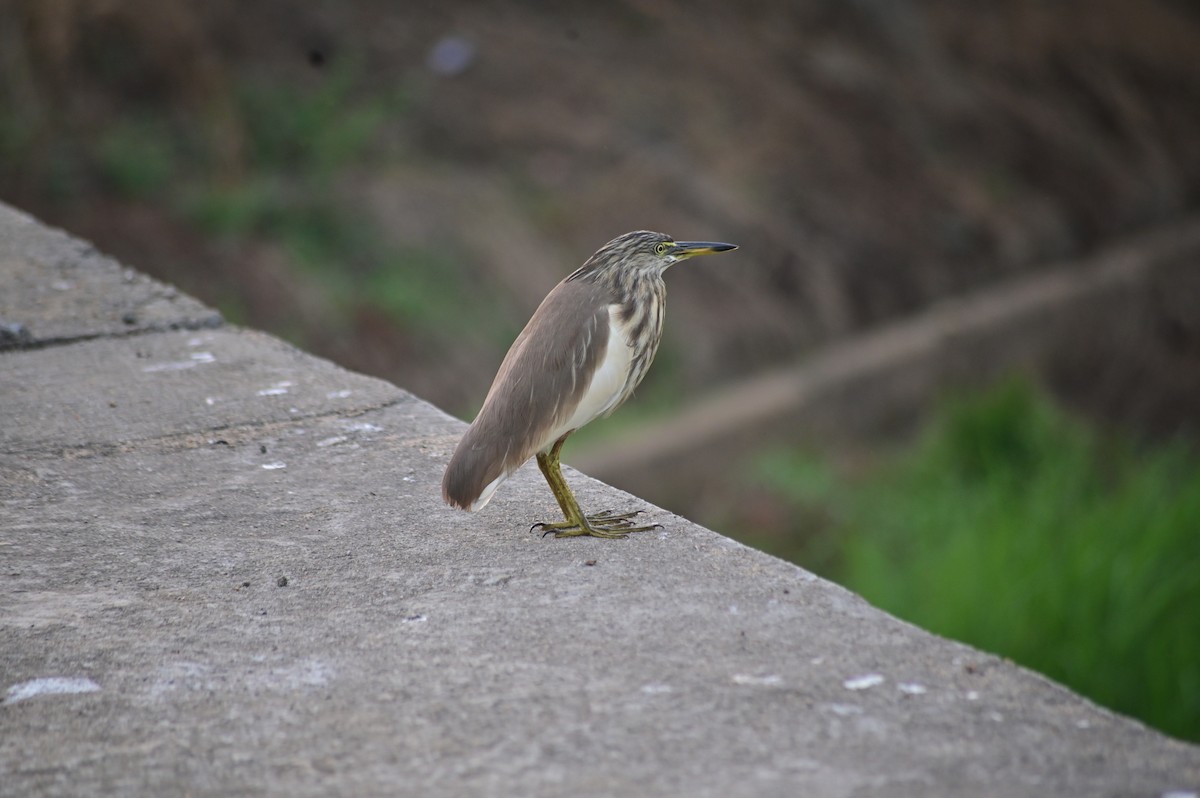 Indian Pond-Heron - ML630577689
