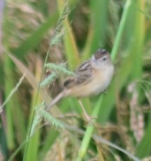 Zitting Cisticola - ML630577693