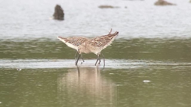 Азийн цууцил - ML630577714