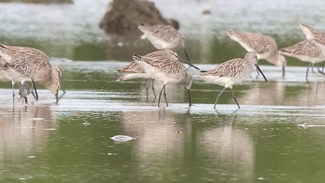 Азийн цууцил - ML630577770
