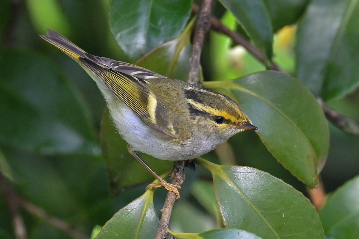 Pallas's Leaf Warbler - José Alves