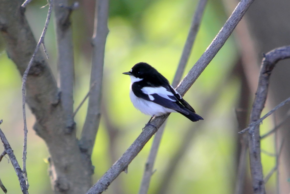 Алаг намнаа - ML630578174