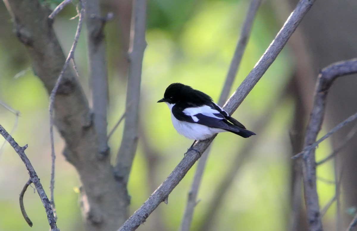 Алаг намнаа - ML630578175