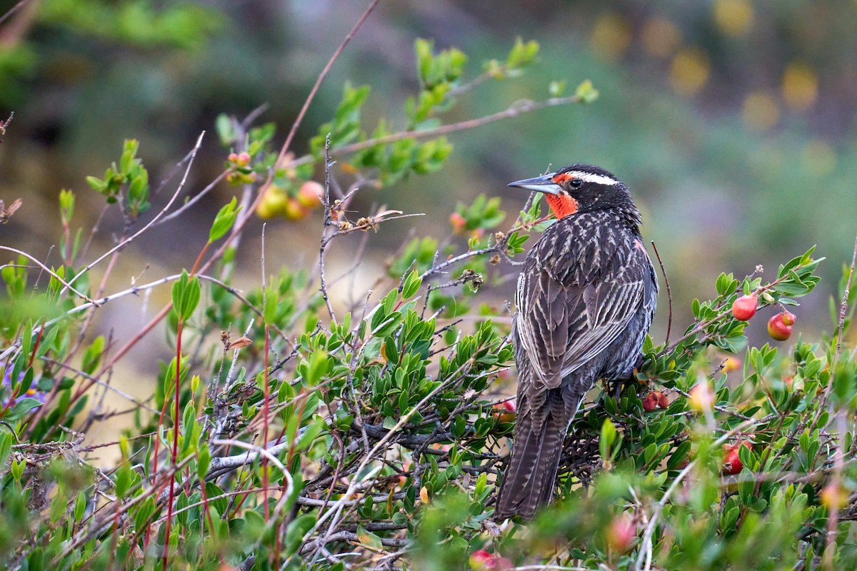 Long-tailed Meadowlark - ML630578241