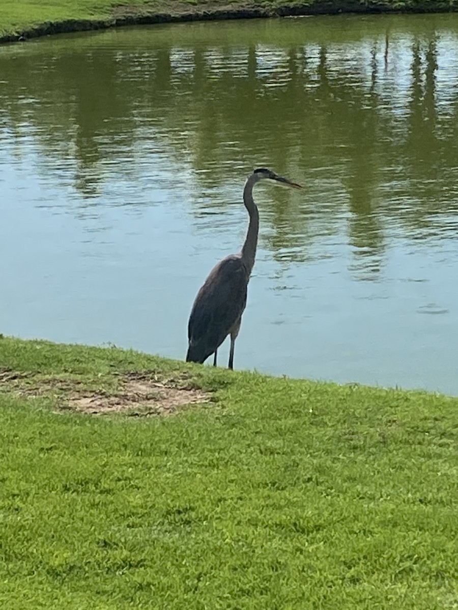 Great Blue Heron - ML630578272