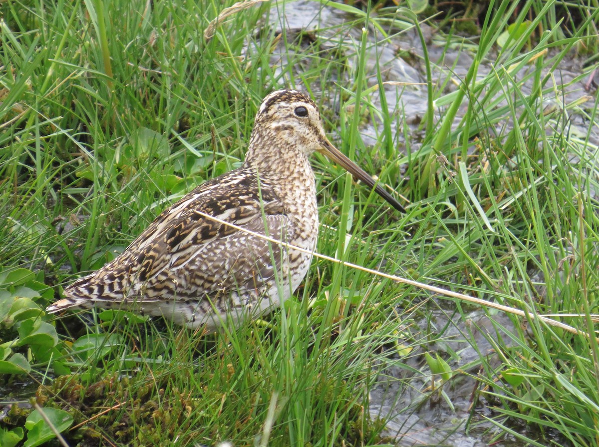 patagoniabekkasin - ML630578319