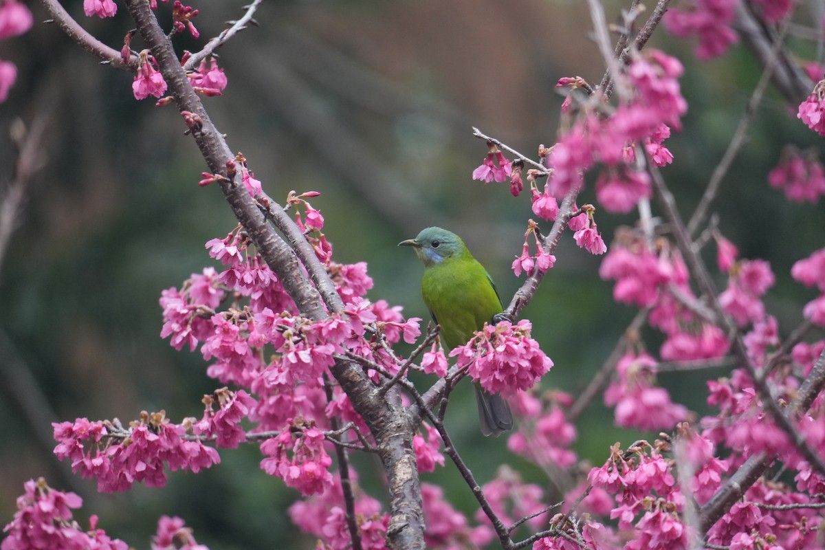 橙腹葉鵯 - ML630578467