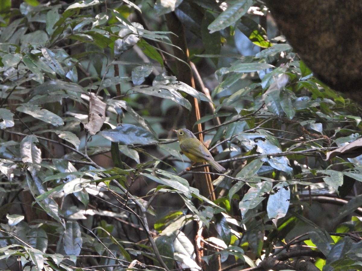 Pouillot de Bianchi - ML630579420